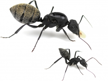 Camponotus fulvopilosus (silberfarbend)